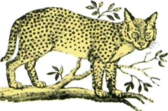 Serval e caracal