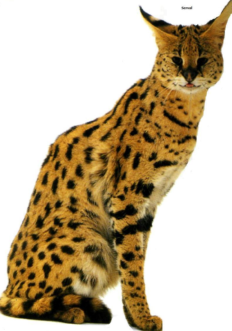 Serval e caracal