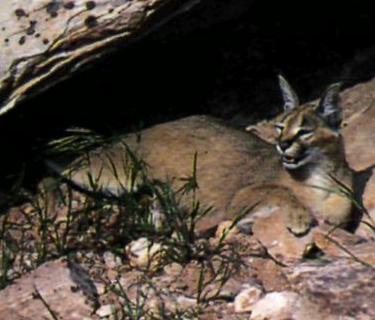 Serval e caracal