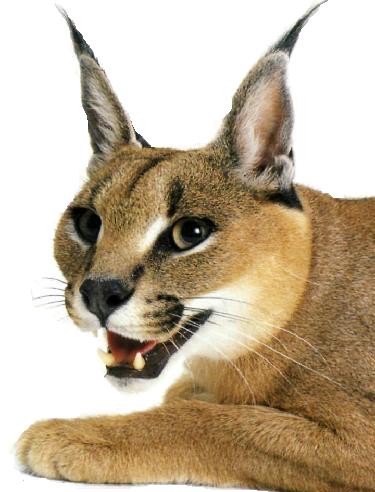 Serval e caracal