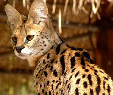Serval e caracal