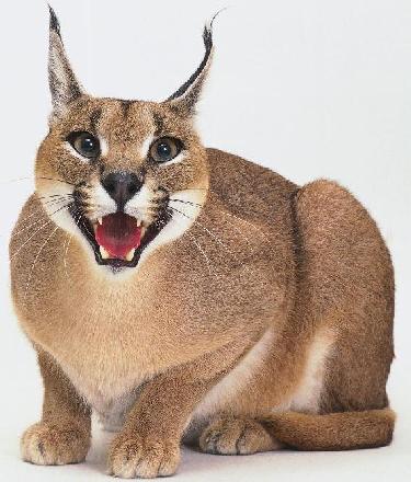 Serval e caracal