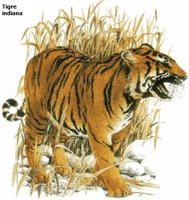 Tigre