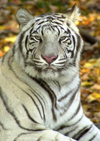 Tigre