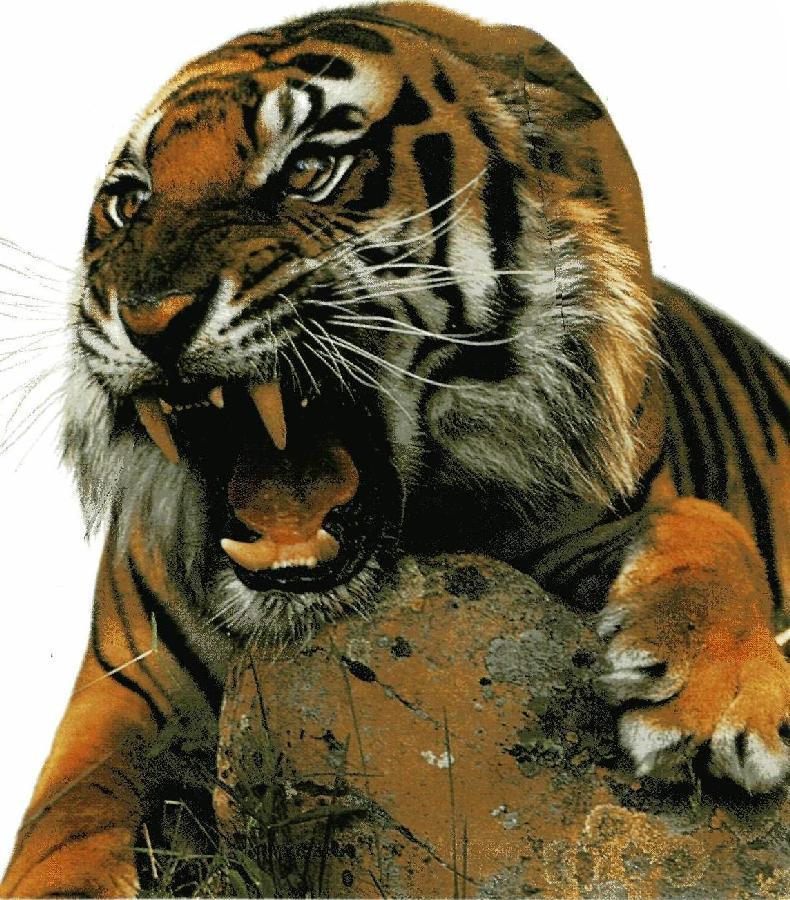 Tigre