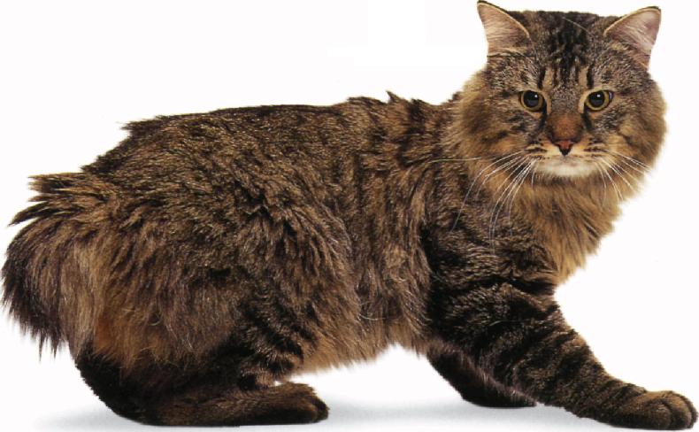 American bobtail