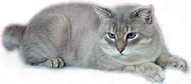 American bobtail