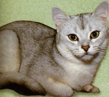 American shorthair