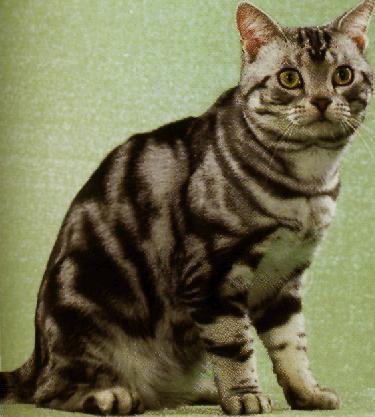 American shorthair