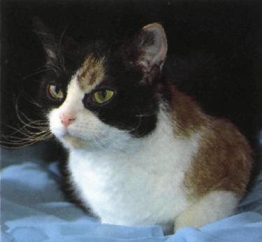 American wirehair