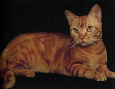 American wirehair