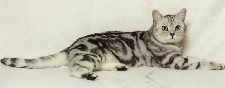 British tabby