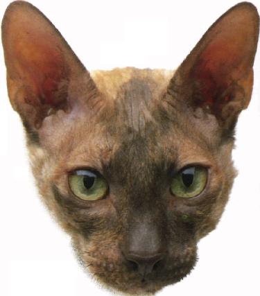 Cornish rex