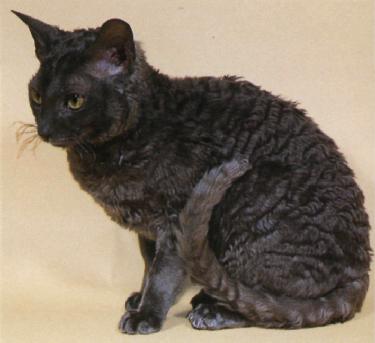 Cornish rex