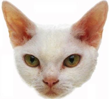 Devon rex