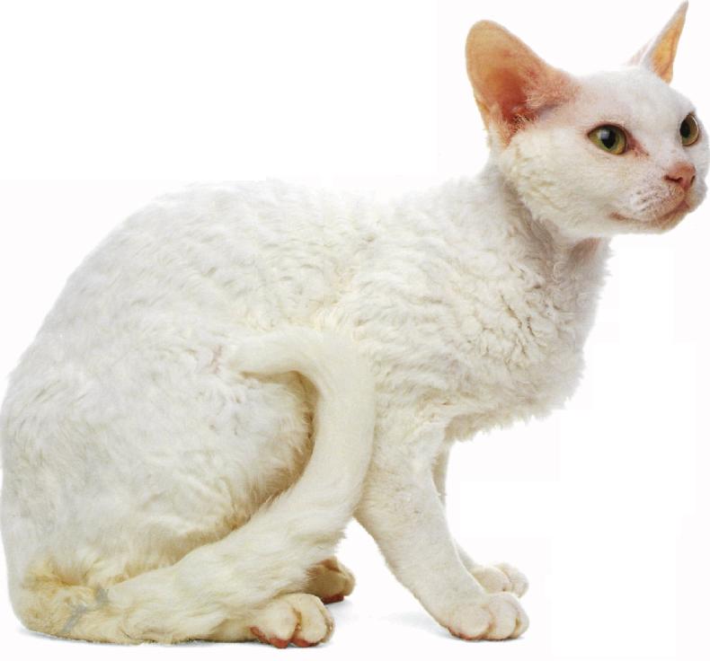 Devon rex