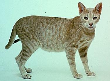 Egyptian mau