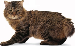 American bobtail