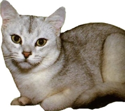 American shorthair silver shaded