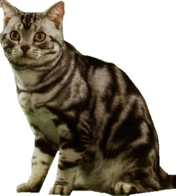 American shorthair silver tabby