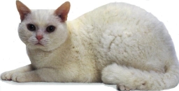 American wirehair bianco