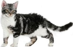 American wirehair bicolore