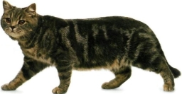 British shorthair