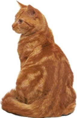 British tabby rosso