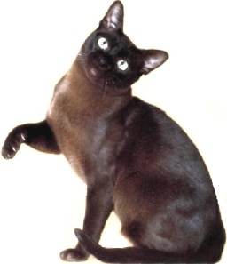 Burmese americano marrone