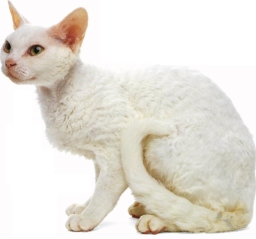 Devon rex