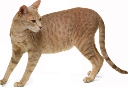 Egyptian mau