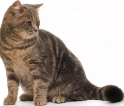 Exotic shorthair tabby