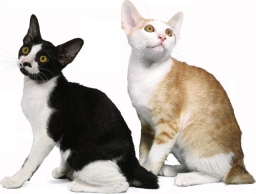 Japanese bobtail