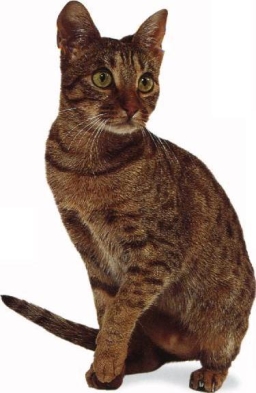 Ocicat