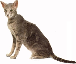 Orientale blu tabby