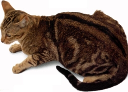 Orientale chocolate tabby