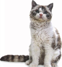 Selkirk Rex bianco tabby