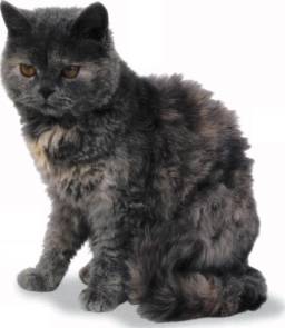 Selkirk Rex tartaruga