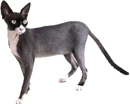 Sphynx bianco e nero