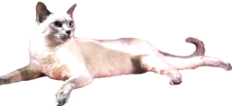 Tonkinese visone platino