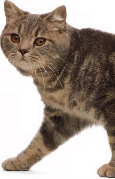 Exotic shorthair