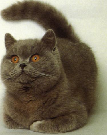 Exotic shorthair