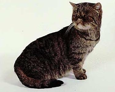 Exotic shorthair