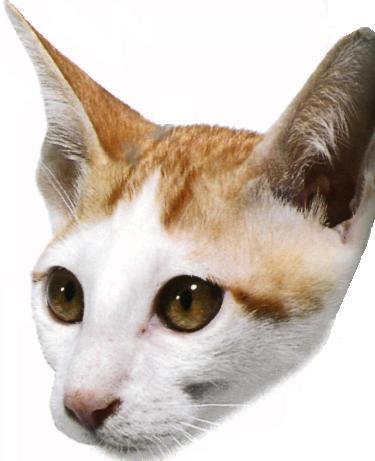 Japanese bobtail