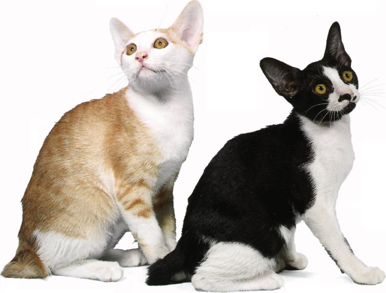 Japanese bobtail