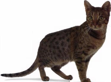 Ocicat