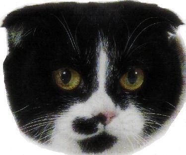 Scottish fold