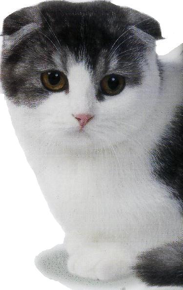 Scottish fold