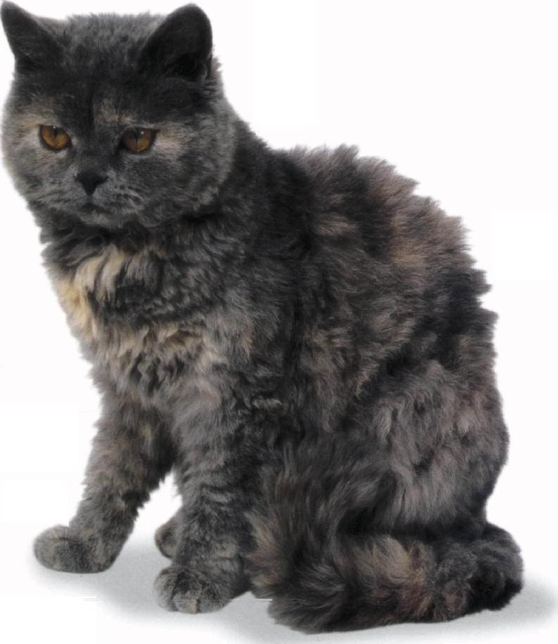 Selkirk rex