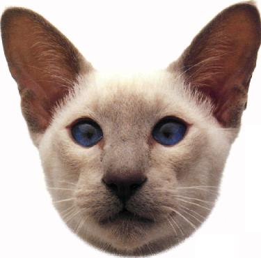 Siamese